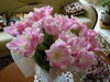 Имя файла=P1000303.JPG
Размер файла=5535КБ
Размеры=4320x3240
Дата=Март 11, 2011 P1000303.JPG