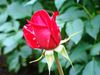 Имя файла=DSC00005.JPG
Размер файла=312КБ
Размеры=1024x768
Дата=Фев 12, 2012 DSC00005.JPG