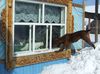 Имя файла=DSCF4453.JPG
Размер файла=428КБ
Размеры=2060x1527
Дата=Фев 04, 2012 DSCF4453.JPG