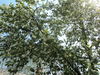 Имя файла=DSC00361.JPG
Размер файла=4425КБ
Размеры=4000x3000
Дата=Фев 15, 2012 DSC00361.JPG