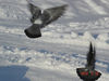 Имя файла=DSC00206.jpg
Размер файла=724КБ
Размеры=1400x1050
Дата=Фев 17, 2012 DSC00206.jpg