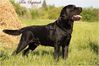 Имя файла=foto_labrador_2.jpg
Размер файла=47КБ
Размеры=600x400
Дата=Фев 17, 2015 foto_labrador_2.jpg