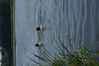 DSC01126.JPG