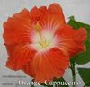 064_-_Orange_Cappuccino.jpg