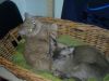Имя файла=DSC00198.JPG
Размер файла=443КБ
Размеры=1632x1224
Дата=Фев 11, 2007 DSC00198.JPG