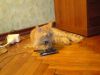 Имя файла=DSC00204.JPG
Размер файла=387КБ
Размеры=1632x1224
Дата=Фев 11, 2007 DSC00204.JPG