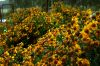 DSC01125.jpg