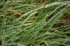 DSC01461.jpg