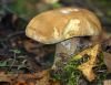 DSC01617.JPG