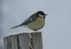 DSC02806.JPG