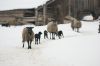 DSC02869~1.JPG