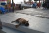 Имя файла=IMG_2226.JPG
Размер файла=1228КБ
Размеры=2693x1830
Дата=Фев 26, 2010 IMG_2226.JPG
