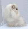 Имя файла=Jacky_Chan.jpg
Размер файла=29КБ
Размеры=300x303
Дата=Янв 30, 2008 Jacky_Chan.jpg