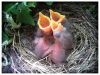 Имя файла=Three_and_a_half_dainty_birds_by_Leo_Kaz.jpg
Размер файла=381КБ
Размеры=800x605
Дата=Нояб 25, 2008 Three_and_a_half_dainty_birds_by_Leo_Kaz.jpg