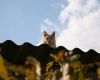 Имя файла=cat.jpg
Размер файла=85КБ
Размеры=1280x1024
Дата=Сент 20, 2006 cat.jpg