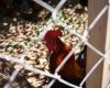Имя файла=rooster.jpg
Размер файла=398КБ
Размеры=1280x1024
Дата=Окт 02, 2006 rooster.jpg