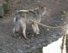 Имя файла=wolf123.jpg
Размер файла=93КБ
Размеры=600x473
Дата=Дек 07, 2006 wolf123.jpg